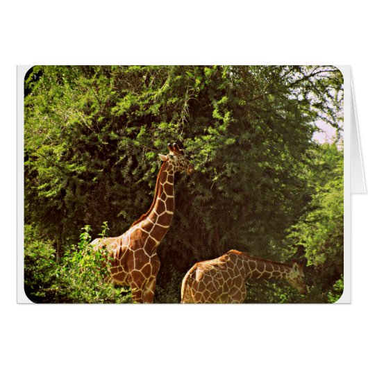 Eating Giraffes (Front Horizontal)