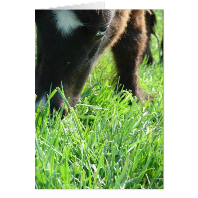 Eating Grass Birthday Cards (Front)