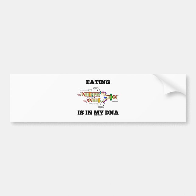 Eating Is In My DNA (DNA Replication Humor) Bumper Sticker (Front)