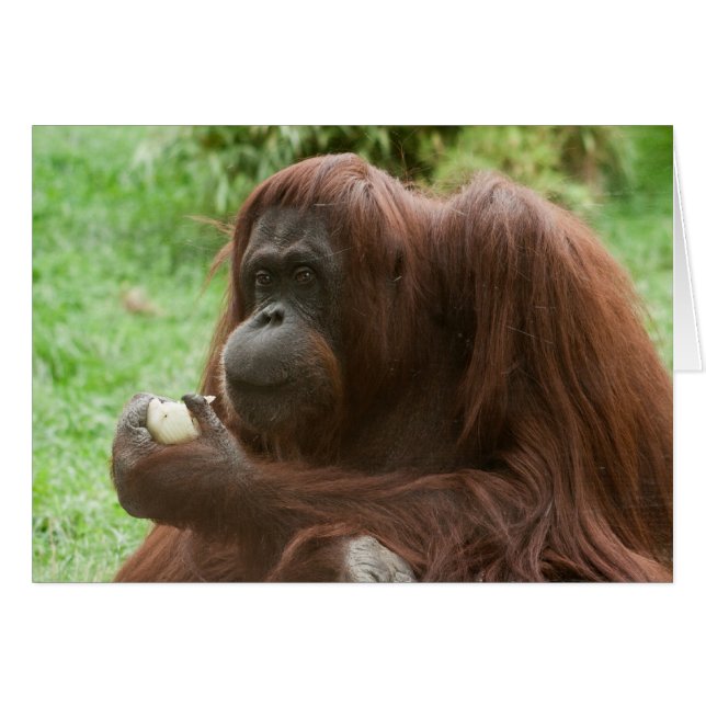 Eating Orangutan Cards (Front Horizontal)