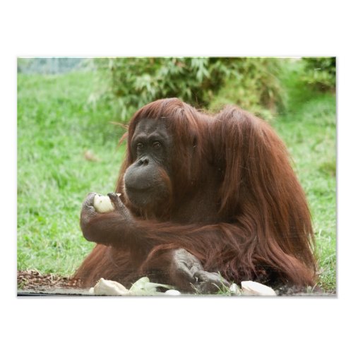 Eating Orangutan Photo Print