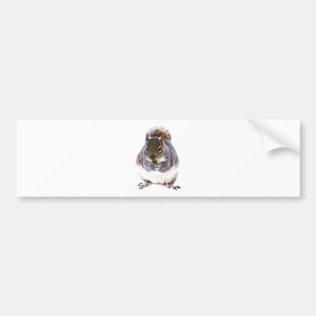 Eating Squirrel Bumper Sticker (Front)