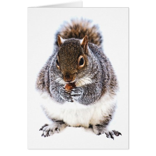 Eating Squirrel Cards (Front)