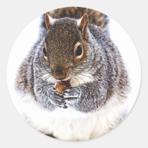 Eating Squirrel Classic Round Sticker