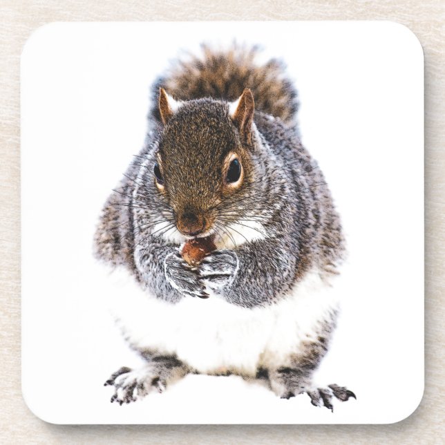 Eating Squirrel Coaster (Front)