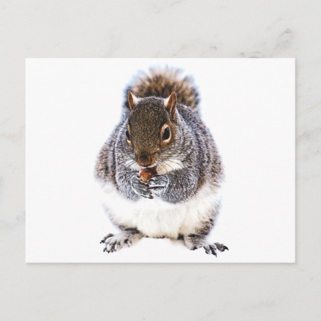 Eating Squirrel Postcard (Front)