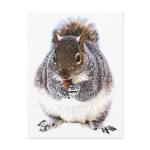 Eating Squirrel Postcard