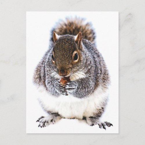 Eating Squirrel Postcard