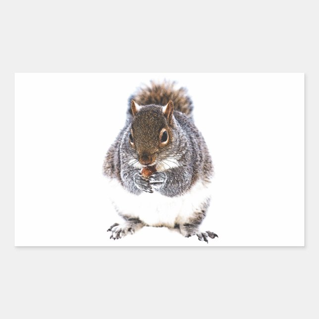 Eating Squirrel Rectangular Sticker (Front)