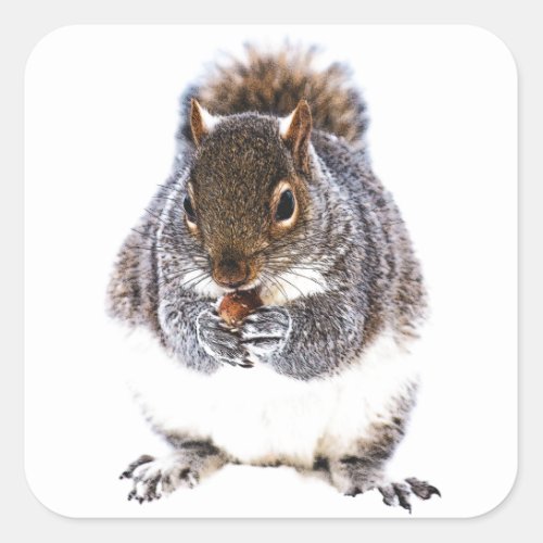 Eating Squirrel Square Sticker