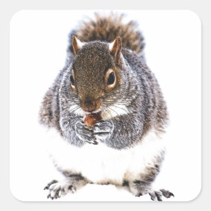 Eating Squirrel Square Sticker