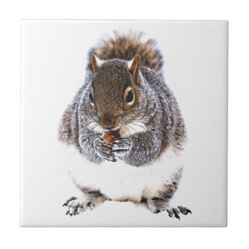 Eating Squirrel Tile