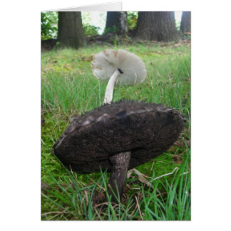 Ebony and Ivory Fungi Cards