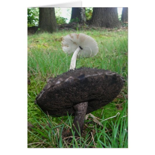 Ebony and Ivory Fungi Cards (Front)