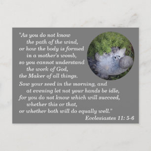 Ecclesiastes 11:5-6 Bible Verse Memory Postcard