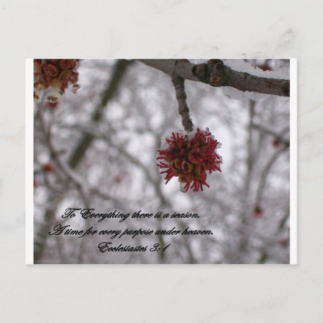 Ecclesiastes 3:1 postcard (Front)