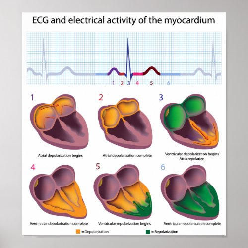 ECG heart electrical activity Poster