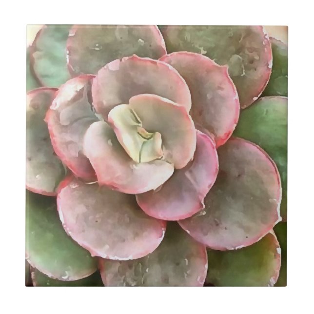 Echeveria Cactus Succulent Acrylic Painting Ceramic Tile (Front)