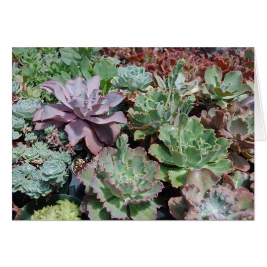 Echeveria Card (Front Horizontal)