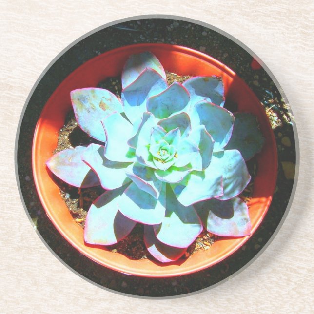 Echeveria Desert Plant Succulent Drink Coaster (Front)