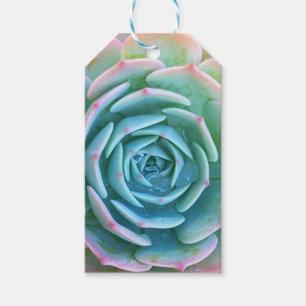 Echeveria Imbricata Succulent Gift Tag