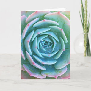 Echeveria Imbricata Succulent Greeting Card