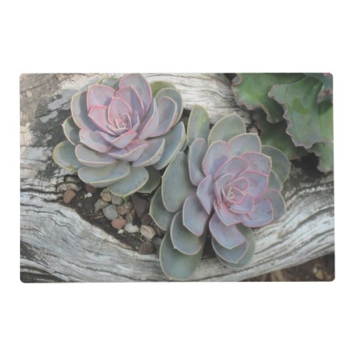 Echeveria Laminated Placemat