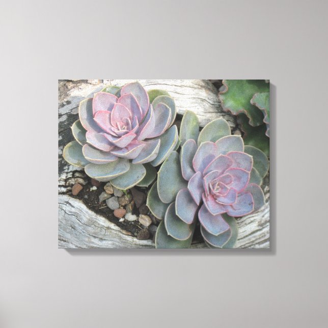 Echeveria On Driftwood Wrapped Canvas Print (Front)
