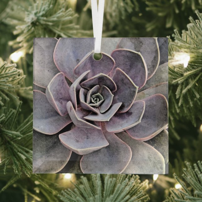 ECHEVERIA PLANT (SUCCULENT) GLASS ORNAMENT (Insitu)