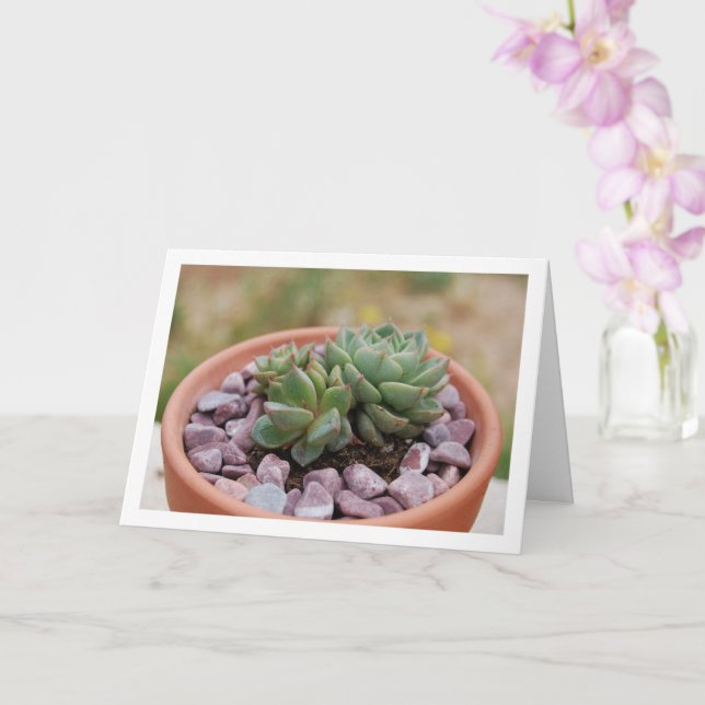 Echeveria Purpusorum, Succulent Plant Card (Orchid)