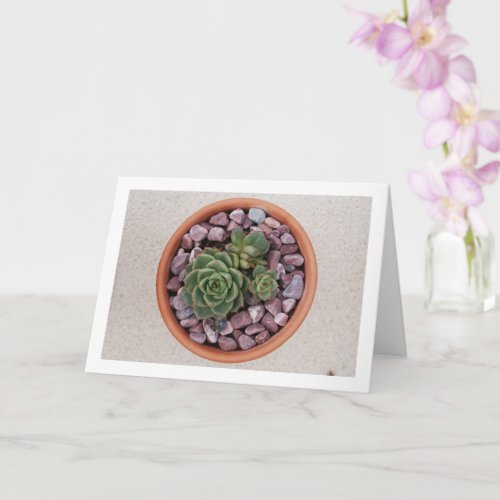 Echeveria Purpusorum Succulent Plant Card