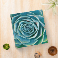 Echeveria Rosette, Secret Garden of Marrakech