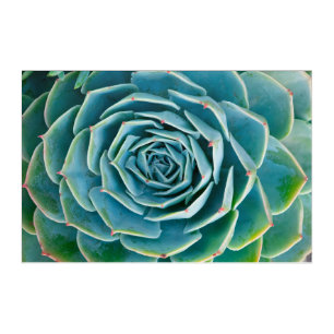 Echeveria Rosette, Secret Garden of Marrakech Acrylic Print