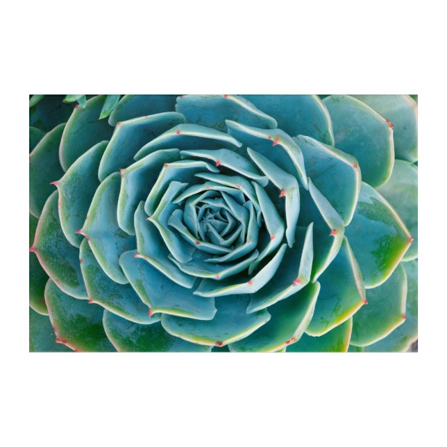 Echeveria Rosette, Secret Garden of Marrakech Acrylic Print (Front)