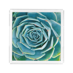 Echeveria Rosette, Secret Garden of Marrakech Acrylic Tray