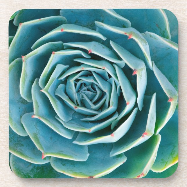 Echeveria Rosette, Secret Garden of Marrakech Beverage Coaster (Front)