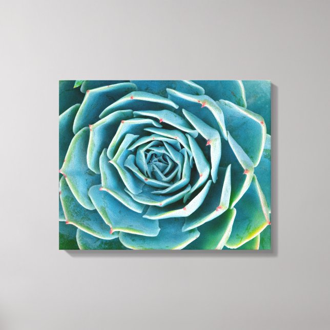 Echeveria Rosette, Secret Garden of Marrakech Canvas Print (Front)