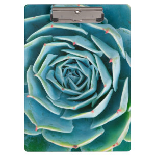 Echeveria Rosette, Secret Garden of Marrakech Clipboard