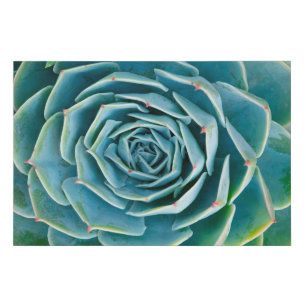 Echeveria Rosette, Secret Garden of Marrakech Faux Canvas Print