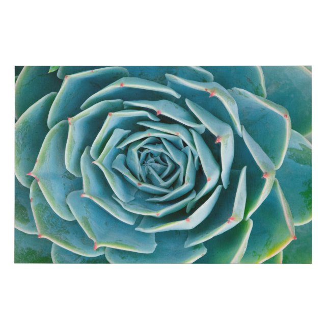 Echeveria Rosette, Secret Garden of Marrakech Faux Canvas Print (Front)