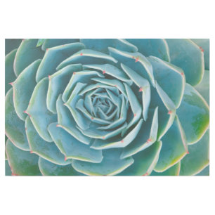 Echeveria Rosette, Secret Garden of Marrakech Gallery Wrap
