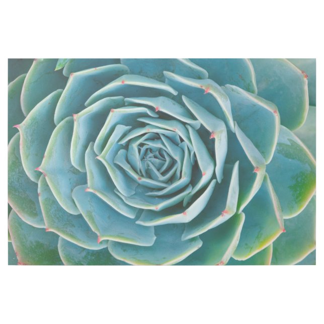 Echeveria Rosette, Secret Garden of Marrakech Gallery Wrap (Front)
