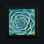 Echeveria Rosette, Secret Garden of Marrakech Gift Box<br><div class="desc">Echeveria rosette (Echeveria elegans),  a semi-desert succulent plant native to Mexico,  Secret Garden of Marrakech,  Medina of Marrakech,  Mouassine neighborhood,  Morocco.</div>
