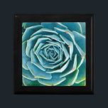 Echeveria Rosette, Secret Garden of Marrakech Gift Box<br><div class="desc">Echeveria rosette (Echeveria elegans),  a semi-desert succulent plant native to Mexico,  Secret Garden of Marrakech,  Medina of Marrakech,  Mouassine neighborhood,  Morocco.</div>