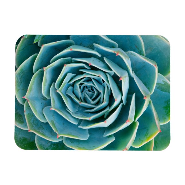 Echeveria Rosette, Secret Garden of Marrakech Magnet (Horizontal)