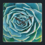Echeveria Rosette, Secret Garden of Marrakech Square Wall Clock<br><div class="desc">Echeveria rosette (Echeveria elegans),  a semi-desert succulent plant native to Mexico,  Secret Garden of Marrakech,  Medina of Marrakech,  Mouassine neighborhood,  Morocco.</div>