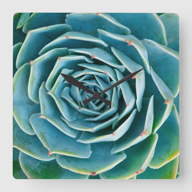 Echeveria Rosette, Secret Garden of Marrakech Square Wall Clock (Front)