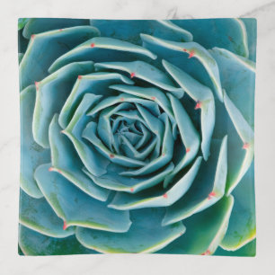 Echeveria Rosette, Secret Garden of Marrakech Trinket Tray