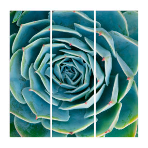Echeveria Rosette, Secret Garden of Marrakech Triptych