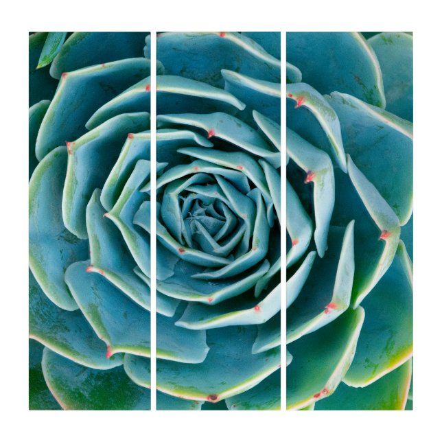 Echeveria Rosette, Secret Garden of Marrakech Triptych (Front)
